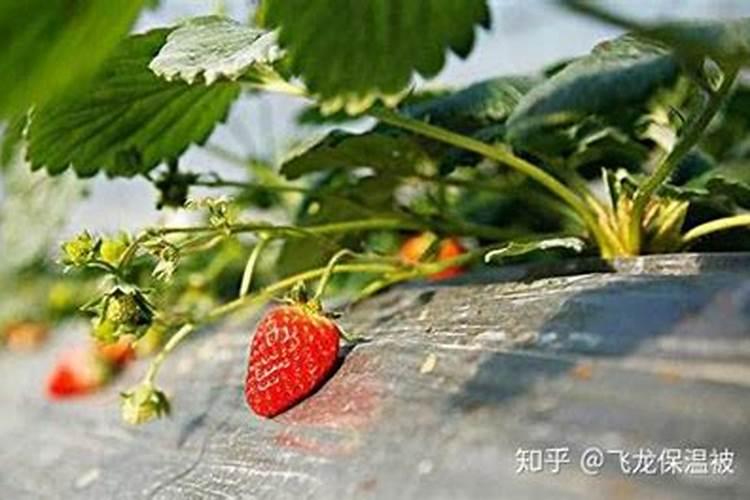 叶面肥有哪些优点？