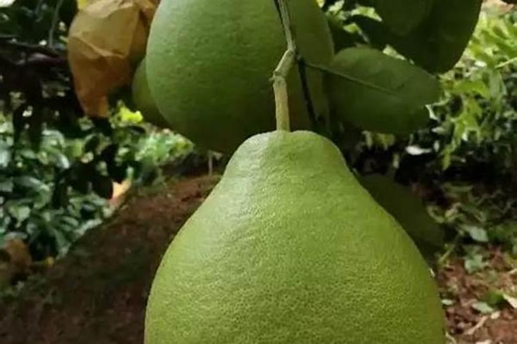 在亚热带河谷种植柚子可行吗