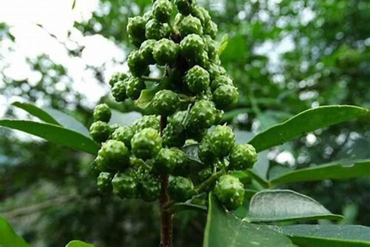 花椒籽有什么用？