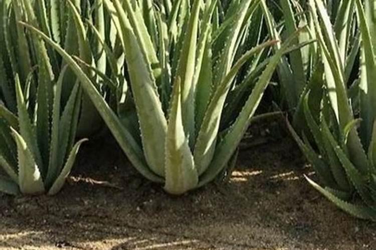 芦荟用什么肥料长得快
