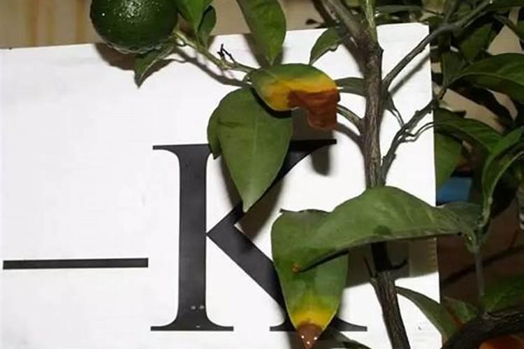 施特加复合肥公司简介