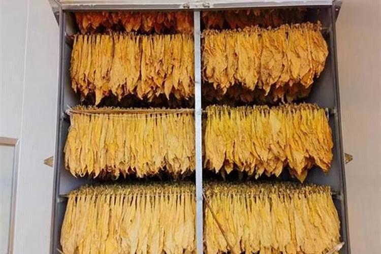 烤烟贪青有什么办法变黄`