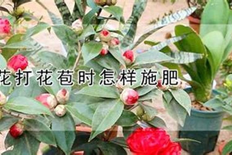 茶花打花苞施什么肥