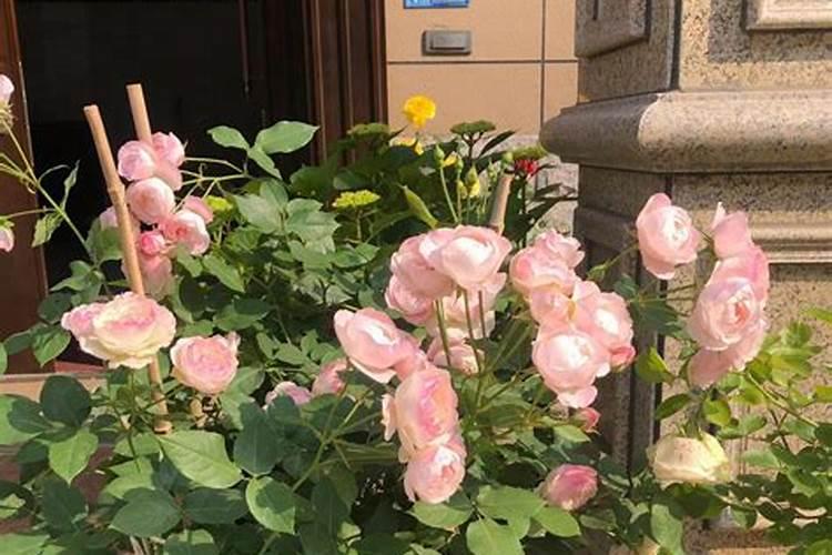 月季如何育花蕾