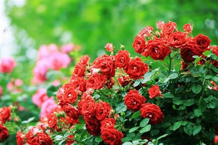 月季长花苞后怎么施肥