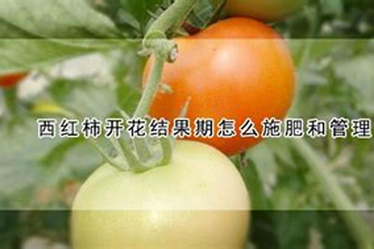 番茄坐果后怎样施肥？西红柿叶面肥喷施注意什么？