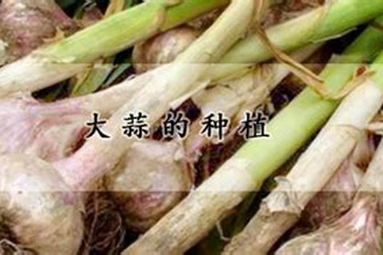 撒过磷肥可以立即种大蒜吗