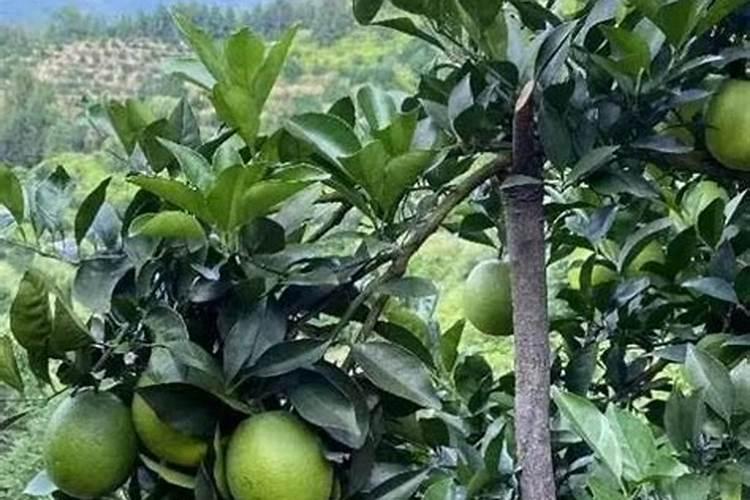 黄瓜冲施哪种水溶肥好