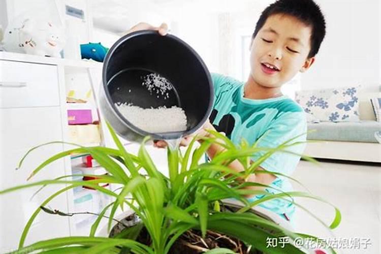 氮肥尿素浇花一颗兑水多少