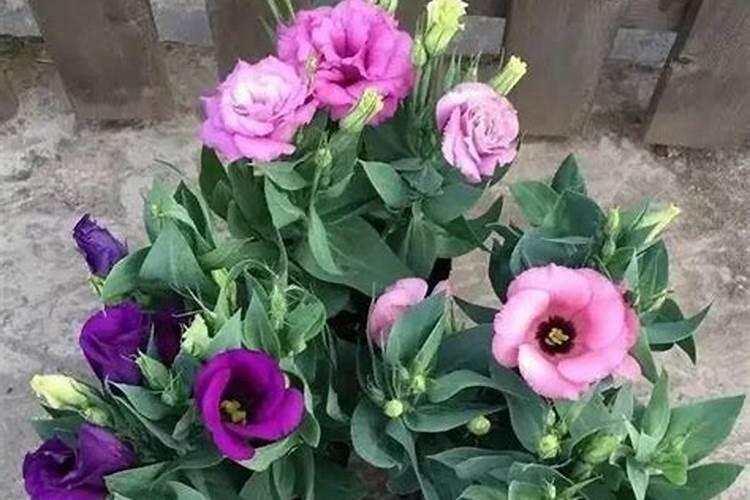 小麦现在浇水好吗小麦到熟要浇几次水