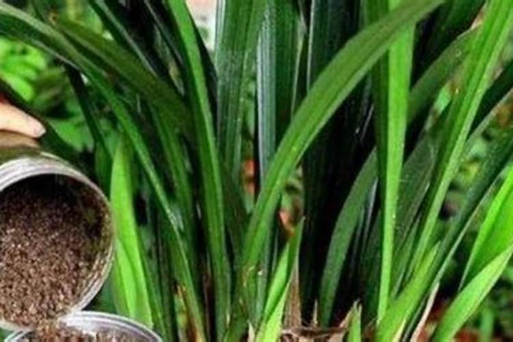 氮肥养花一克用多少水兑