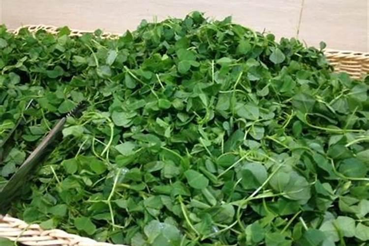 食用大叶苜蓿金花菜怎么播种 苜蓿金花菜如何种