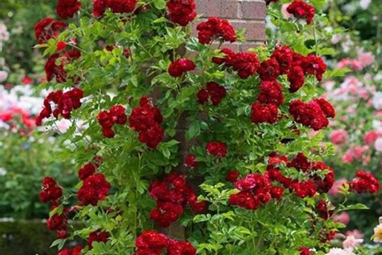 大花蕙兰没根能成活吗