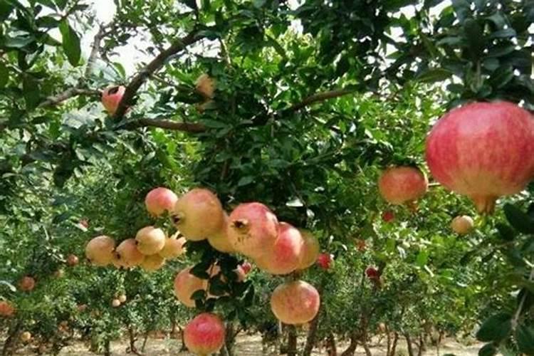 花多多12号的作用