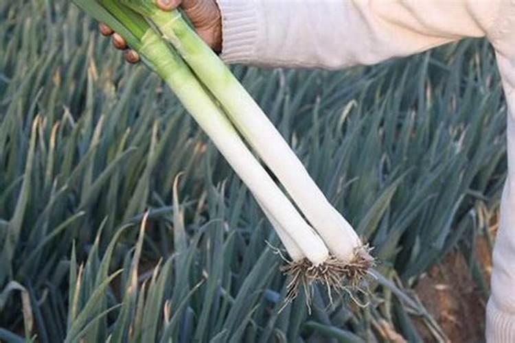 大葱什么时候追肥合适 高产追肥方法