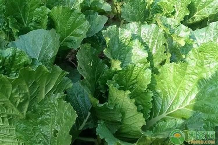 夏季白菜包芯期追尿素可以吗？