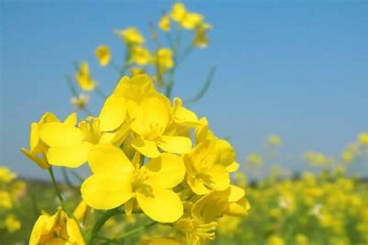 油菜什么时候施硼肥合适？