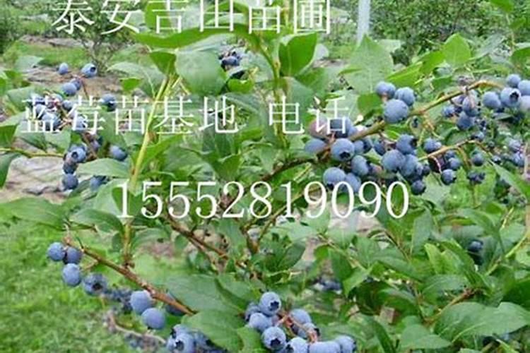 蓝莓施肥的最佳时间是什么时候