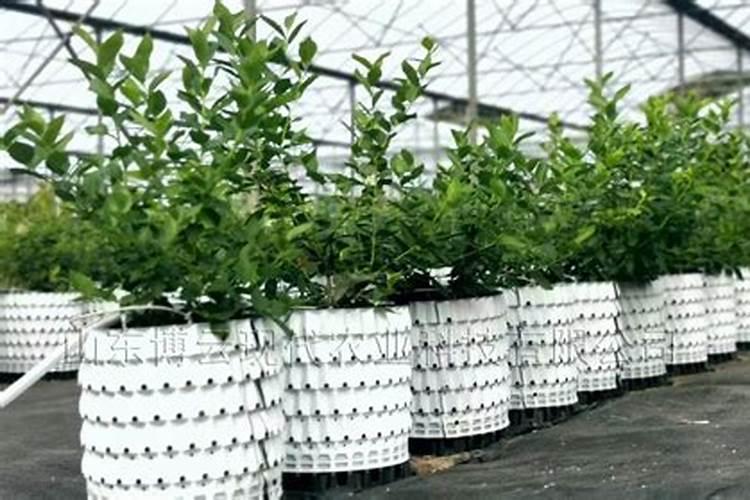 蓝莓壮枝用什么叶面肥好