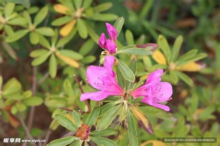 杜鹃花长黑斑怎么回事