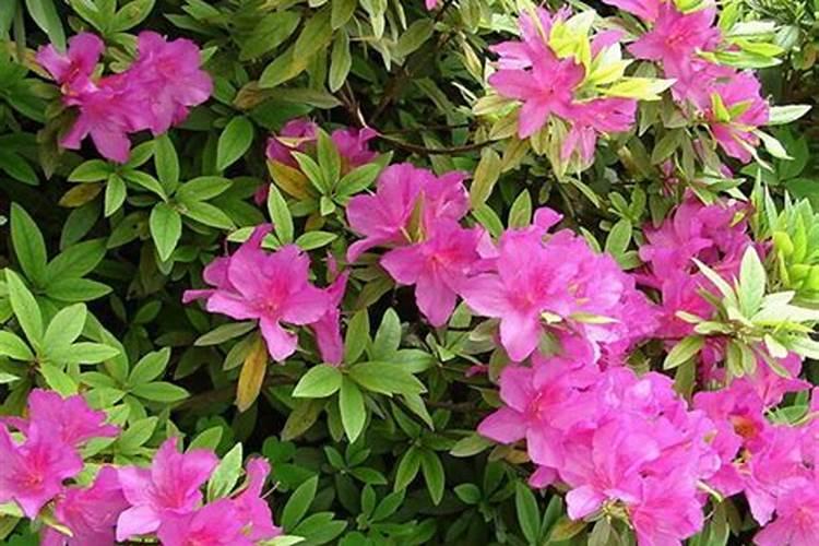 杜鹃花叶子发黄是怎么回事？