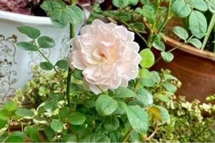 尿素可以浇月季花吗