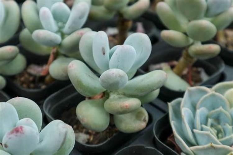 葡萄树发芽后怎么管理