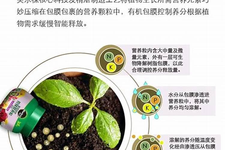 一升水放几粒尿素浇花