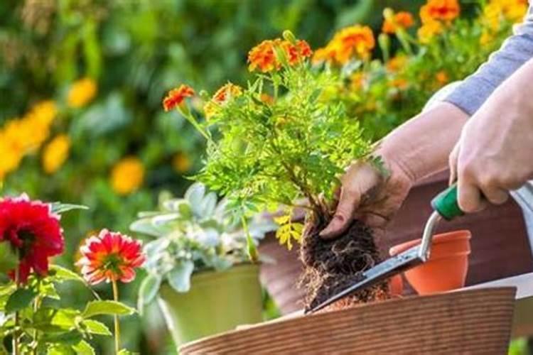 氮肥可以兑水浇花吗