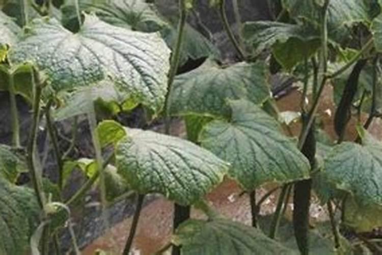 氮肥过量对黄瓜的危害