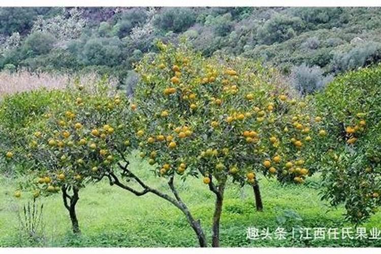 沃柑控梢用钾肥过多有什么后果？