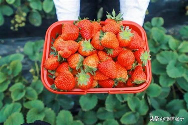 高产的草莓品种有哪些