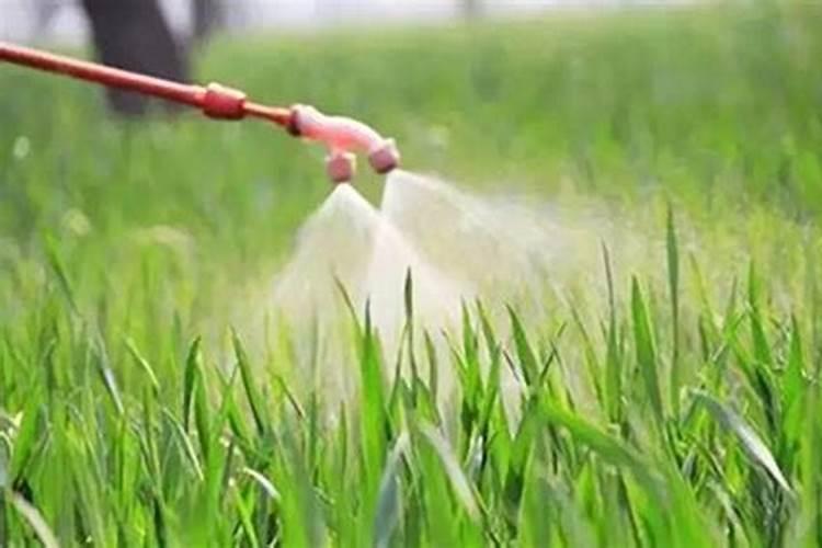 栽元胡用哪种复合肥好