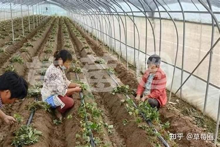 草莓结果期打什么叶面肥长的快？草莓保花保果叶面喷什么好？