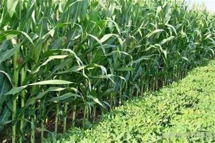 玉米出棒子还需要施肥吗？
