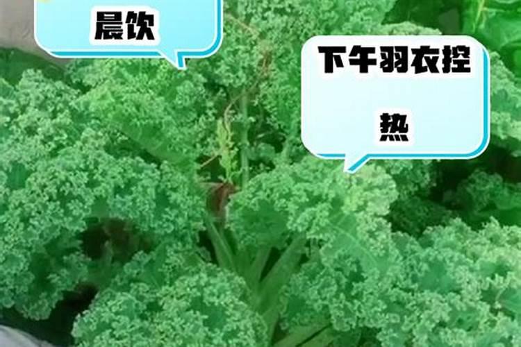 硼肥的最佳使用时期