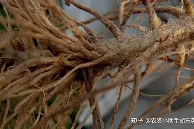 台风过后,桃树叶卷,有几棵枯萎,挖看腐烂,用什么药好