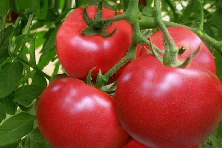 西红柿用什么肥料效果好？西红柿叶面喷什么肥料结果多？用什么冲施肥好...