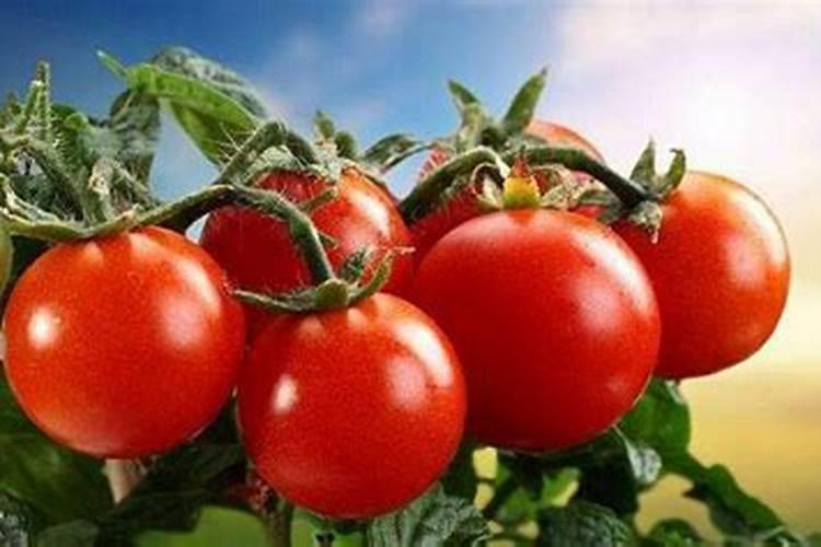 蕃茄施什么肥最好