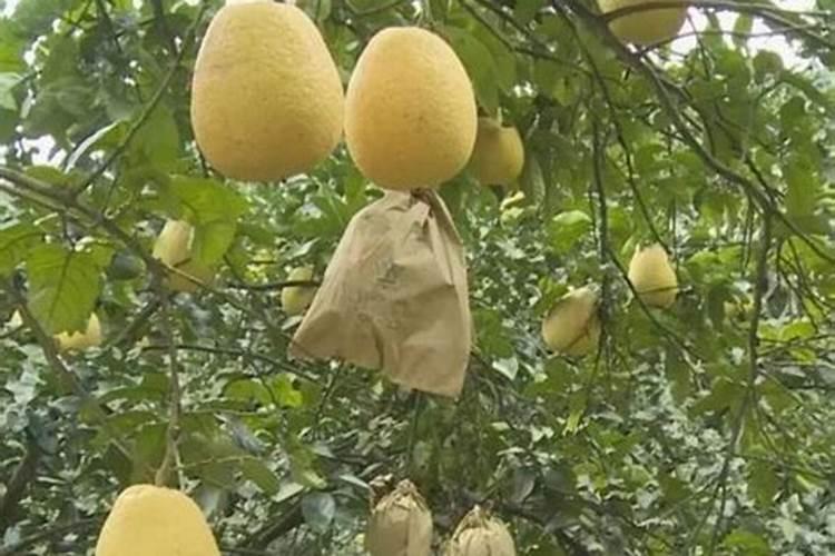 柚子树加什么肥料