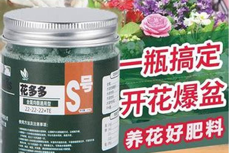 种植郁金香用什么肥料