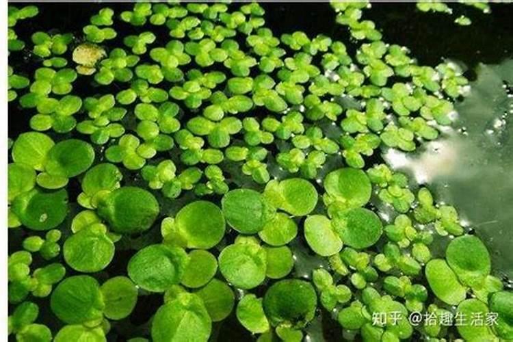 双季茭如何施基肥和追肥？