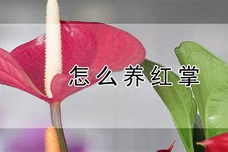 新买的无根水培富贵竹,养了两个周,还不生根,而且叶子开始发黄,怎么办呢...