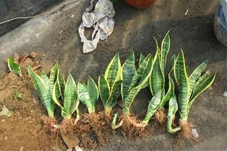 虎皮兰用什么肥料长得快(如何制作虎皮兰需要肥料养的好)