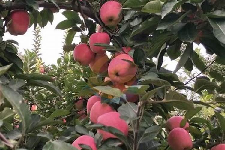 苹果树什么时候用水溶肥,怎么用最好