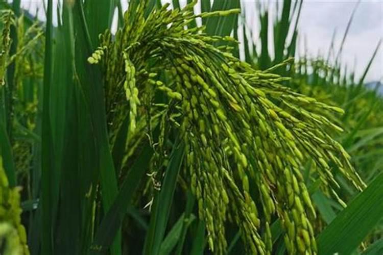 有效钙70相当于多少氧化钙