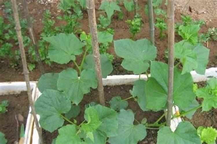 种植黄瓜、菜瓜等瓜类作物,要避开哪些施肥误区？