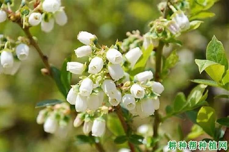 蓝莓施什么肥最好