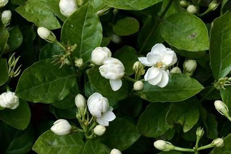 养茉莉花要用什么肥料啊