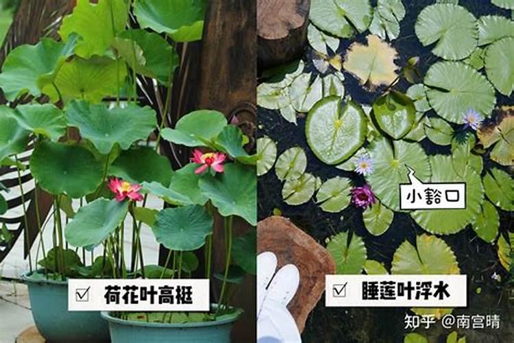 花生什么时候施肥料最佳时间